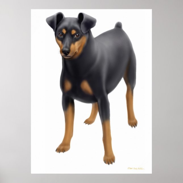 Impressão de Pinscher Miniatura (Frente)