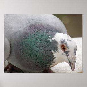 Impressão de pombo