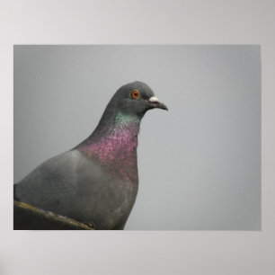 Impressão de Pombo bonito