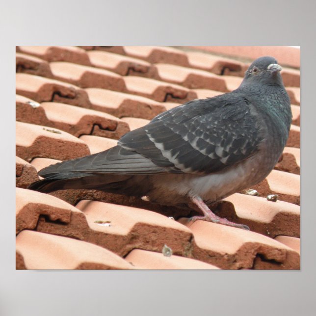 Impressão de Pombo no Telhado (Frente)