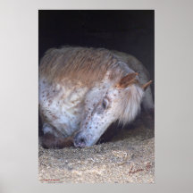 Impressão de pônei branco britânico