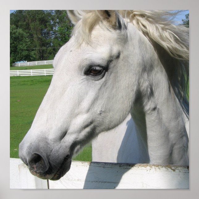 Impressão de Poster de Cavalo Branco (Frente)