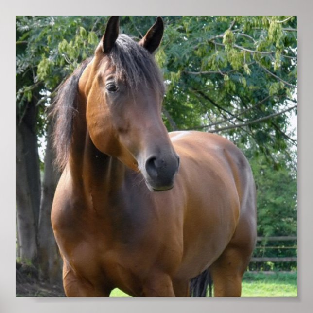 Impressão de Poster de cavalos de raça pura da baí (Frente)