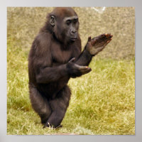 Impressão de Poster de chimpanzé