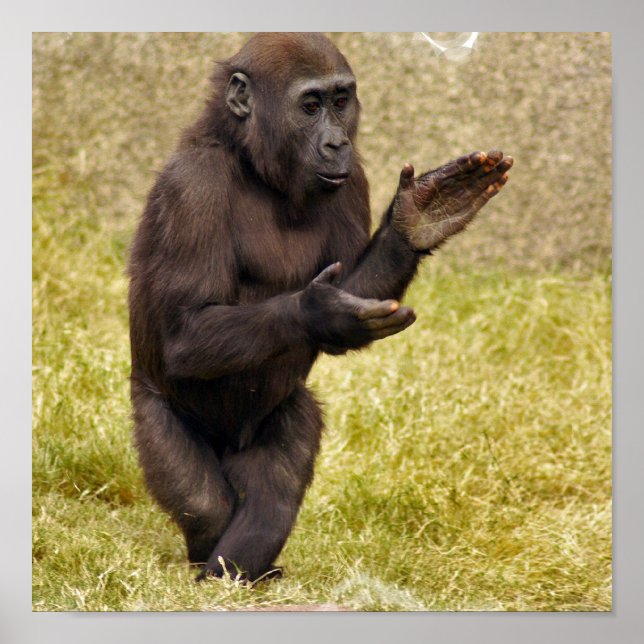 Impressão de Poster de chimpanzé (Frente)