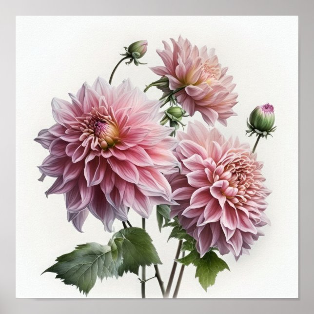 Impressão de Poster de Flor Rosa Dahlias (Frente)