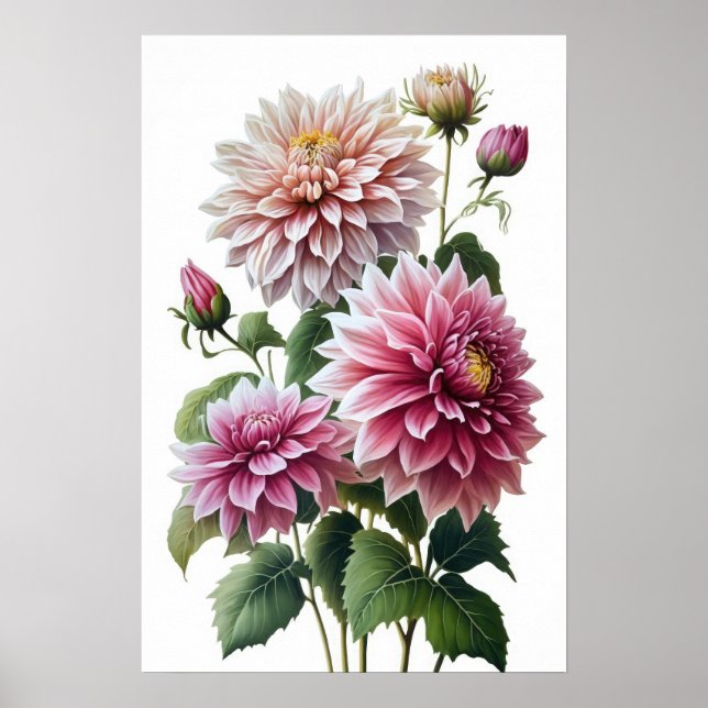 Impressão de Poster de Flor Rosa Dahlias (Frente)