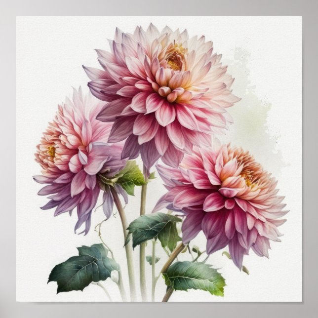Impressão de Poster de Flor Rosa Dahlias (Frente)