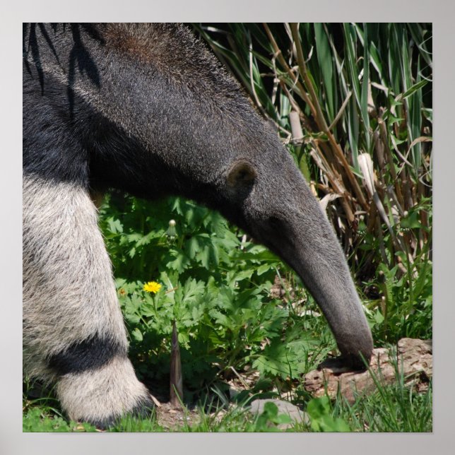 Impressão de Poster de Fotografia de Anteater Giga (Frente)
