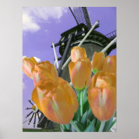 Impressão de Poster de Moinho Laranja Tulip