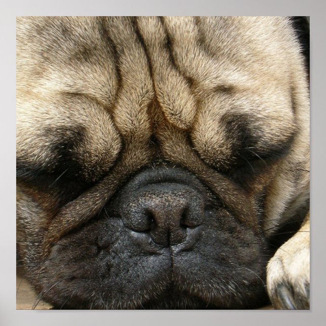 Impressão de Poster de Pug Suspiro (Frente)