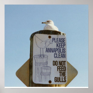 Impressão de Poster de Seagull engraçado