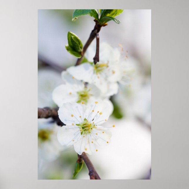 Impressão de poster/tela de flor de cereja (Frente)