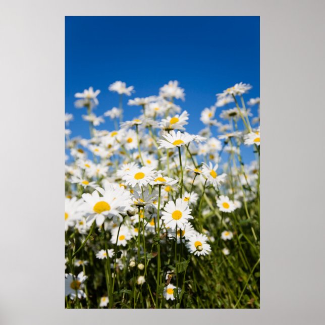 Impressão de poster/tela do Daisie (Frente)
