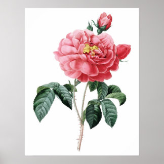 Impressão de QUALIDADE DE PRÊMIO botânico de rosa