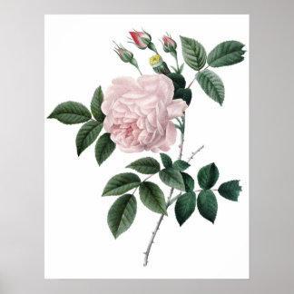 Impressão de QUALIDADE DE PRÊMIO botânico de rosa