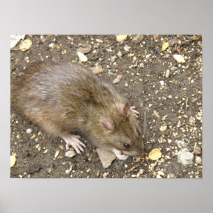 Impressão de Rato Ganancioso