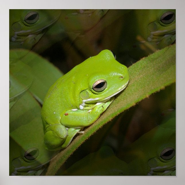 Impressão de Reflexões do sapo (Frente)