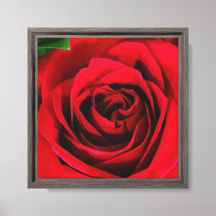Impressão de Rosa 8X8 em Tela