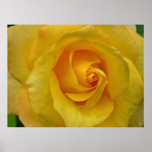 Impressão de Rosa Amarela - Lindo Cartaz de Flor