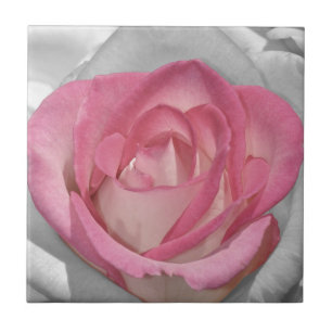 Impressão de rosa vintage rosa