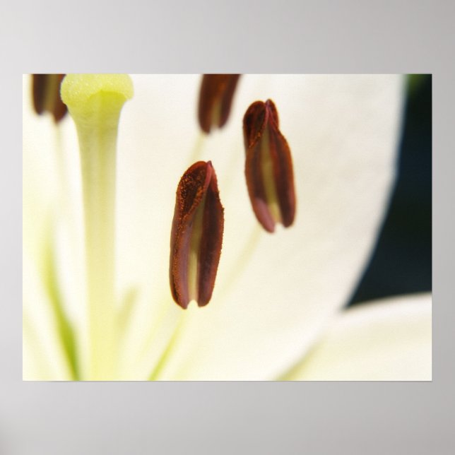 Impressão de serenidade (Frente)