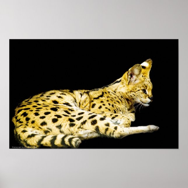 Impressão de Serval (Frente)
