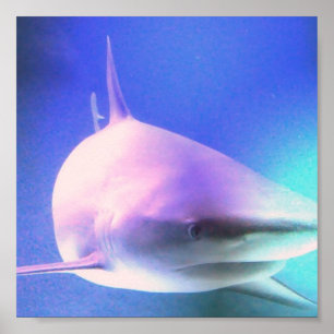 Impressão de Shark Assassino