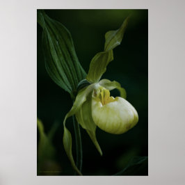 Impressão de Slipper Amarelo