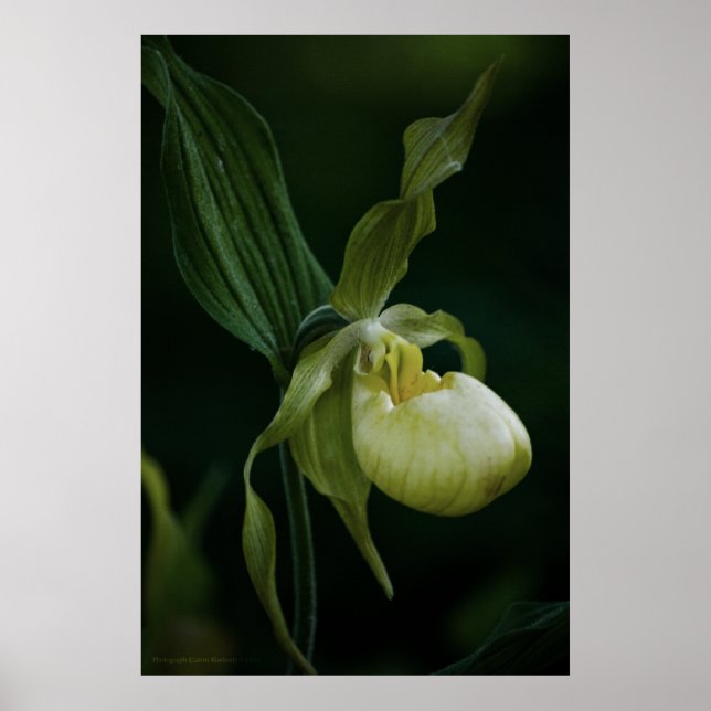 Impressão de Slipper Amarelo (Frente)