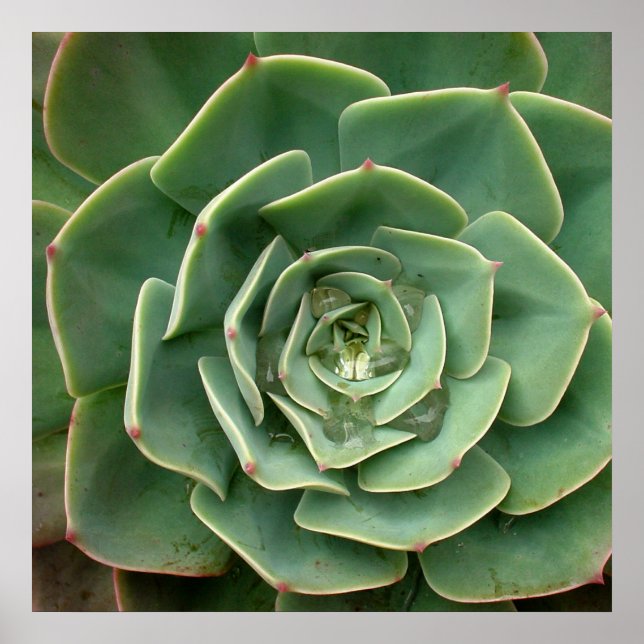 Impressão de Sucultura 2 (Frente)