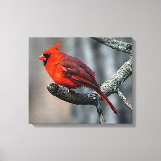 Impressão de Tela Cardinal (Frente)