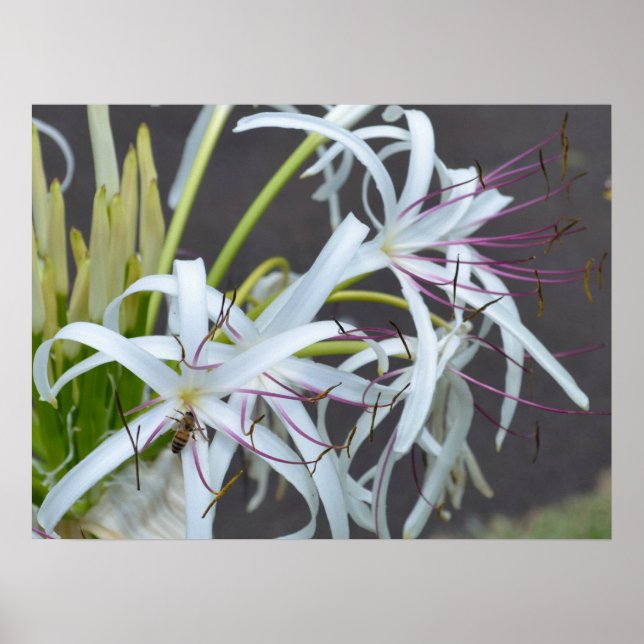 Impressão de tela de fragrância floral (Frente)