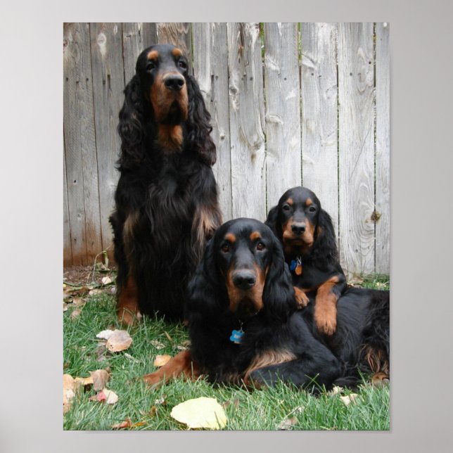 Impressão de tela de Gerações do Gordon Setter (Frente)