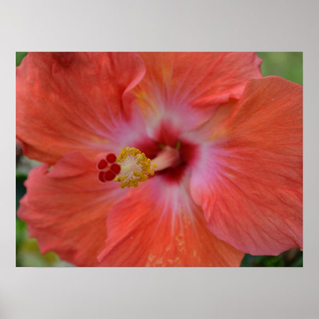Impressão de Tela de Hibiscus Laranja (Frente)