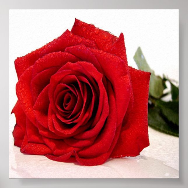 Impressão de tela de rosa Love (Frente)