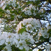 Impressão de tela estendida com primavera in Bloom