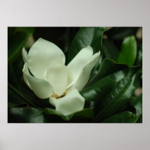 Impressão de Tela Magnolia Escura
