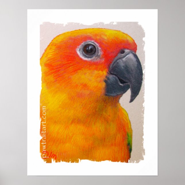Impressão de tela - Sun Conure (Frente)