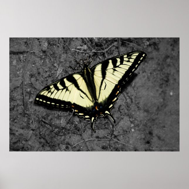 Impressão de Tigre Oriental (Frente)