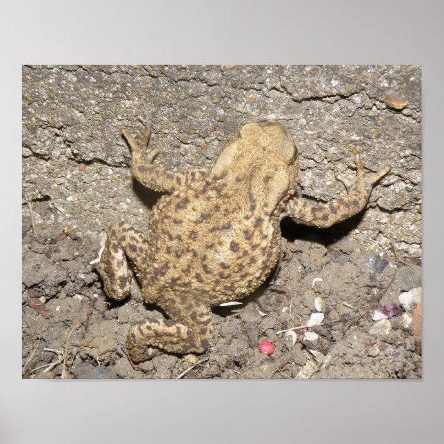 Impressão de Toad de Rastreamento de Cute (Frente)