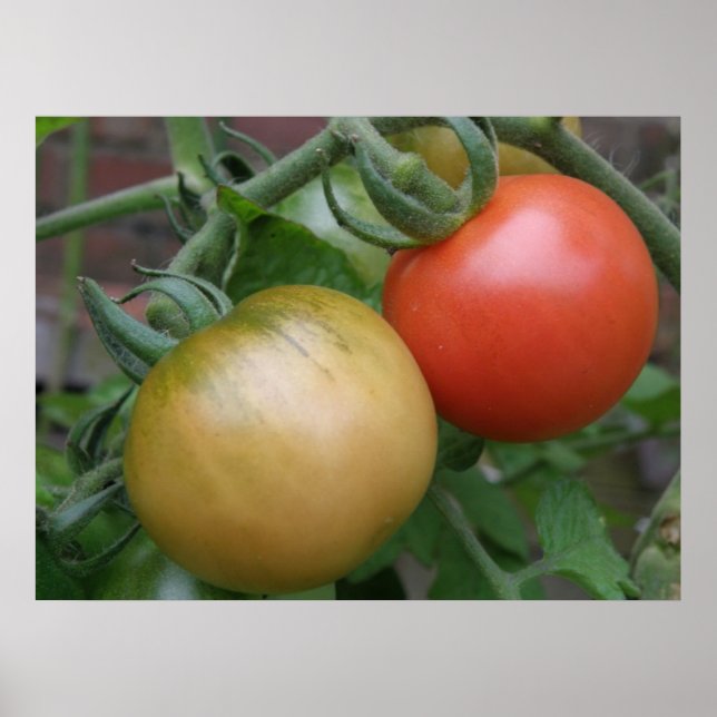 Impressão de tomate laranja e vermelho (Frente)