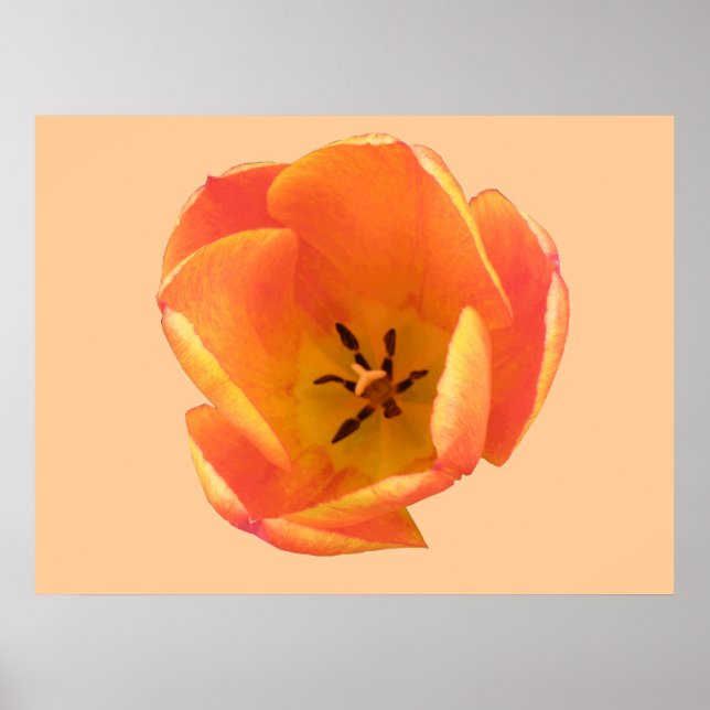 Impressão de Tulip Laranja (Frente)