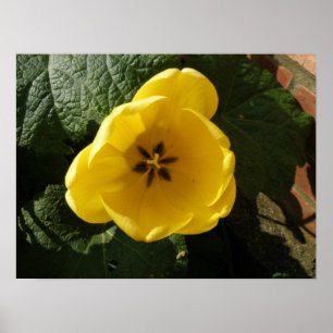 Impressão de Tulipa Amarelo
