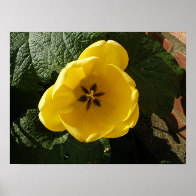 Impressão de Tulipa Amarelo (Frente)