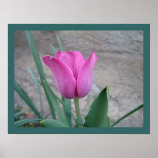 Impressão de Tulipa Rosa