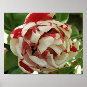 Impressão de Tulipas Brancas e Rosa