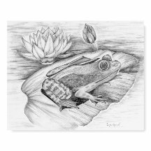 Impressão de um Sapo em uma almofada de lírio - Co