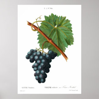 Impressão de vinha de Poster de uvas