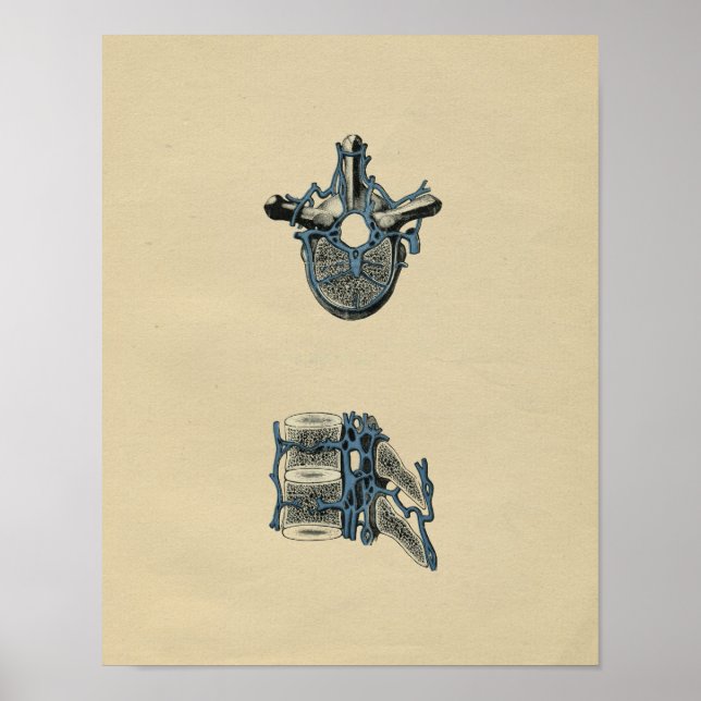 Impressão de Vintage, 1902, Anatomia das vértebras (Frente)